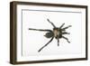 Desert Blond Tarantula-DLILLC-Framed Photographic Print