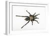 Desert Blond Tarantula-DLILLC-Framed Photographic Print