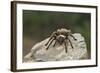 Desert Blond Tarantula-DLILLC-Framed Photographic Print