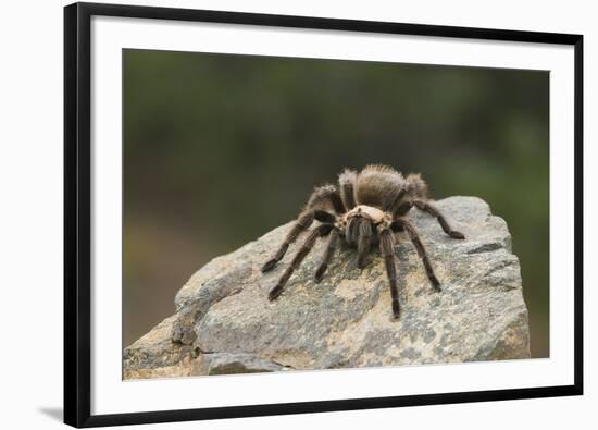 Desert Blond Tarantula-DLILLC-Framed Photographic Print