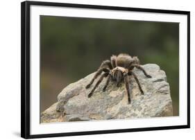 Desert Blond Tarantula-DLILLC-Framed Photographic Print