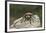 Desert Blond Tarantula-DLILLC-Framed Photographic Print