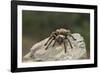 Desert Blond Tarantula-DLILLC-Framed Photographic Print