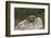 Desert Blond Tarantula-DLILLC-Framed Photographic Print