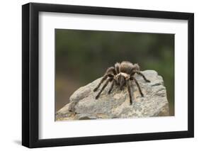 Desert Blond Tarantula-DLILLC-Framed Photographic Print