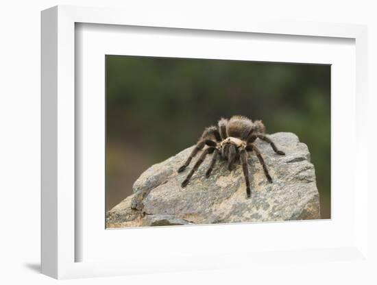 Desert Blond Tarantula-DLILLC-Framed Photographic Print