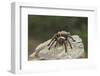 Desert Blond Tarantula-DLILLC-Framed Photographic Print