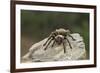 Desert Blond Tarantula-DLILLC-Framed Photographic Print