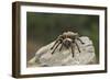 Desert Blond Tarantula-DLILLC-Framed Photographic Print