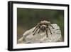 Desert Blond Tarantula-DLILLC-Framed Photographic Print