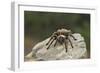 Desert Blond Tarantula-DLILLC-Framed Photographic Print