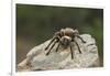 Desert Blond Tarantula-DLILLC-Framed Photographic Print