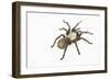 Desert Blond Tarantula-DLILLC-Framed Photographic Print