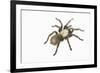 Desert Blond Tarantula-DLILLC-Framed Photographic Print