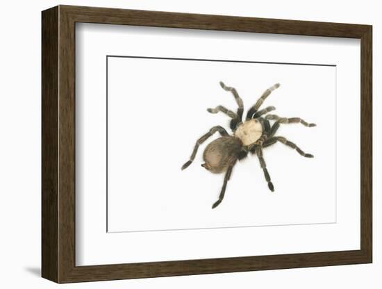 Desert Blond Tarantula-DLILLC-Framed Photographic Print