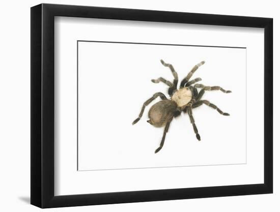 Desert Blond Tarantula-DLILLC-Framed Photographic Print