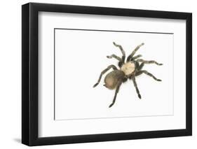 Desert Blond Tarantula-DLILLC-Framed Photographic Print