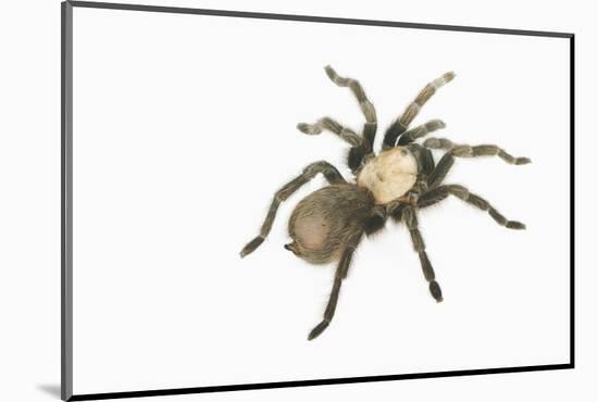 Desert Blond Tarantula-DLILLC-Mounted Photographic Print