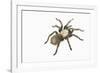 Desert Blond Tarantula-DLILLC-Framed Photographic Print