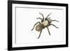 Desert Blond Tarantula-DLILLC-Framed Photographic Print