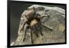 Desert Blond Tarantula-DLILLC-Framed Photographic Print