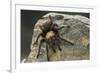 Desert Blond Tarantula-DLILLC-Framed Photographic Print