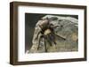 Desert Blond Tarantula-DLILLC-Framed Photographic Print