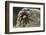 Desert Blond Tarantula-DLILLC-Framed Photographic Print