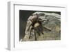 Desert Blond Tarantula-DLILLC-Framed Photographic Print