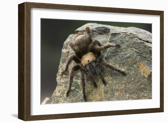 Desert Blond Tarantula-DLILLC-Framed Photographic Print