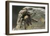Desert Blond Tarantula-DLILLC-Framed Photographic Print