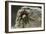 Desert Blond Tarantula-DLILLC-Framed Photographic Print