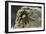 Desert Blond Tarantula-DLILLC-Framed Photographic Print