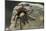 Desert Blond Tarantula-DLILLC-Mounted Photographic Print