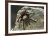 Desert Blond Tarantula-DLILLC-Framed Photographic Print