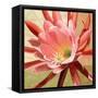 Desert Bloom I-Jason Higby-Framed Stretched Canvas