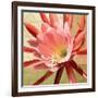 Desert Bloom I-Jason Higby-Framed Art Print