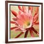 Desert Bloom I-Jason Higby-Framed Art Print