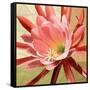 Desert Bloom I-Jason Higby-Framed Stretched Canvas