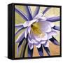 Desert Bloom II-Jason Higby-Framed Stretched Canvas