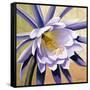 Desert Bloom II-Jason Higby-Framed Stretched Canvas