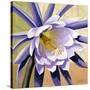 Desert Bloom II-Jason Higby-Stretched Canvas