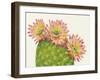 Desert Blossoms I-Tim OToole-Framed Art Print