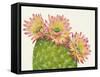 Desert Blossoms I-Tim OToole-Framed Stretched Canvas