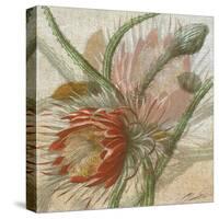 Desert Botanicals II-John Butler-Stretched Canvas