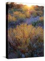 Desert brush at sunset in Saguaro NP outside of Tucson, Arizona, USA-Anna Miller-Stretched Canvas