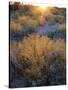 Desert brush at sunset in Saguaro NP outside of Tucson, Arizona, USA-Anna Miller-Stretched Canvas