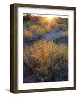 Desert brush at sunset in Saguaro NP outside of Tucson, Arizona, USA-Anna Miller-Framed Photographic Print