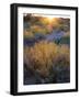 Desert brush at sunset in Saguaro NP outside of Tucson, Arizona, USA-Anna Miller-Framed Photographic Print