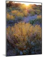 Desert brush at sunset in Saguaro NP outside of Tucson, Arizona, USA-Anna Miller-Mounted Photographic Print